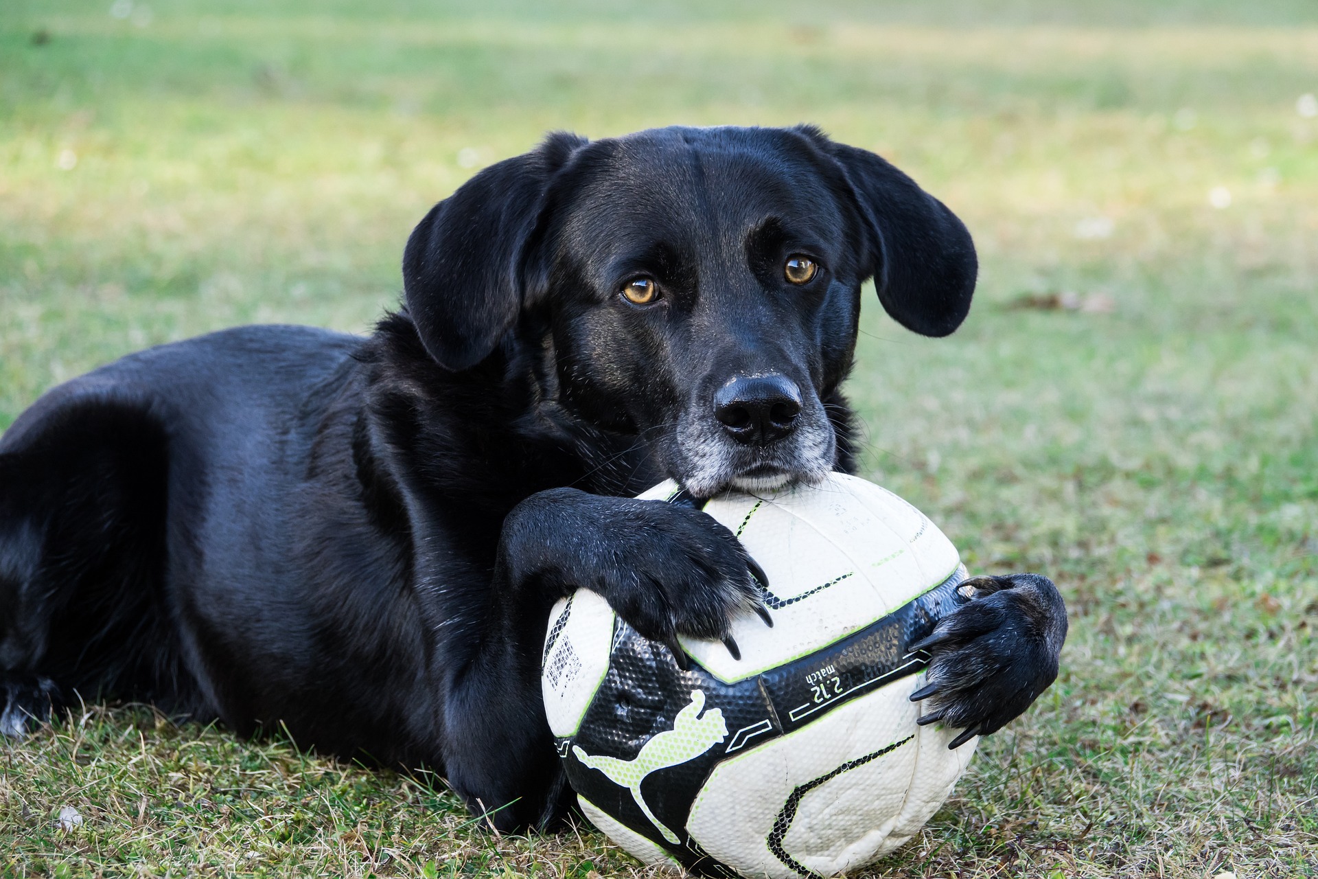Hund mit Fussball hält fest blick auf Menschen Haus Ringgau