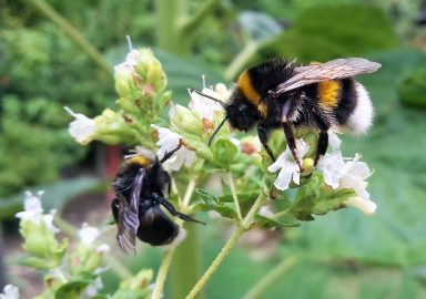 Hummeln, die auf Blüten vom Magoran Nektar saugen
