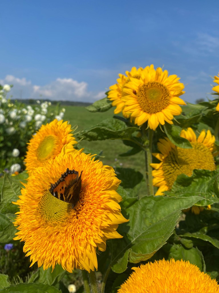 Sonnenblumen mit Schmetterling